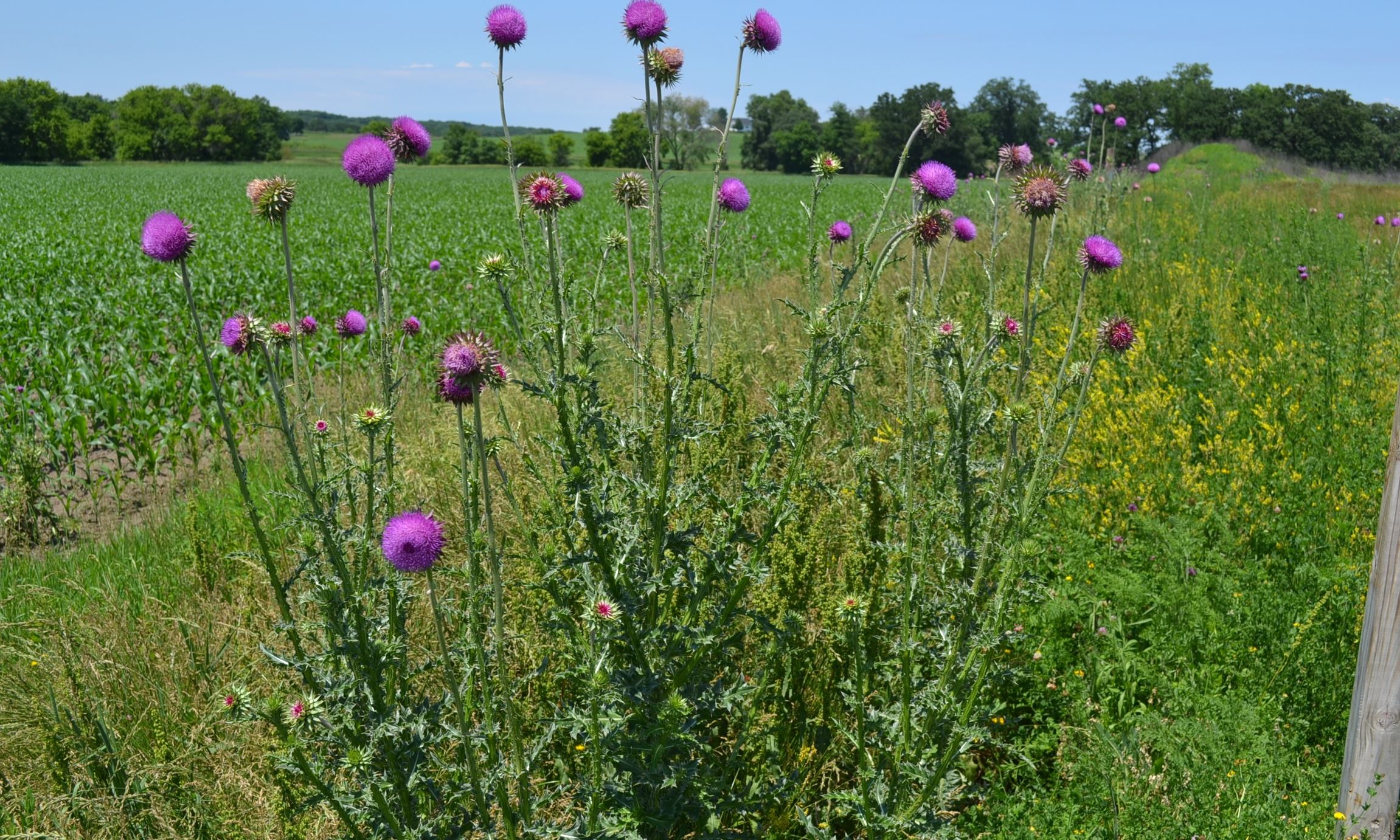 Bull Thistle