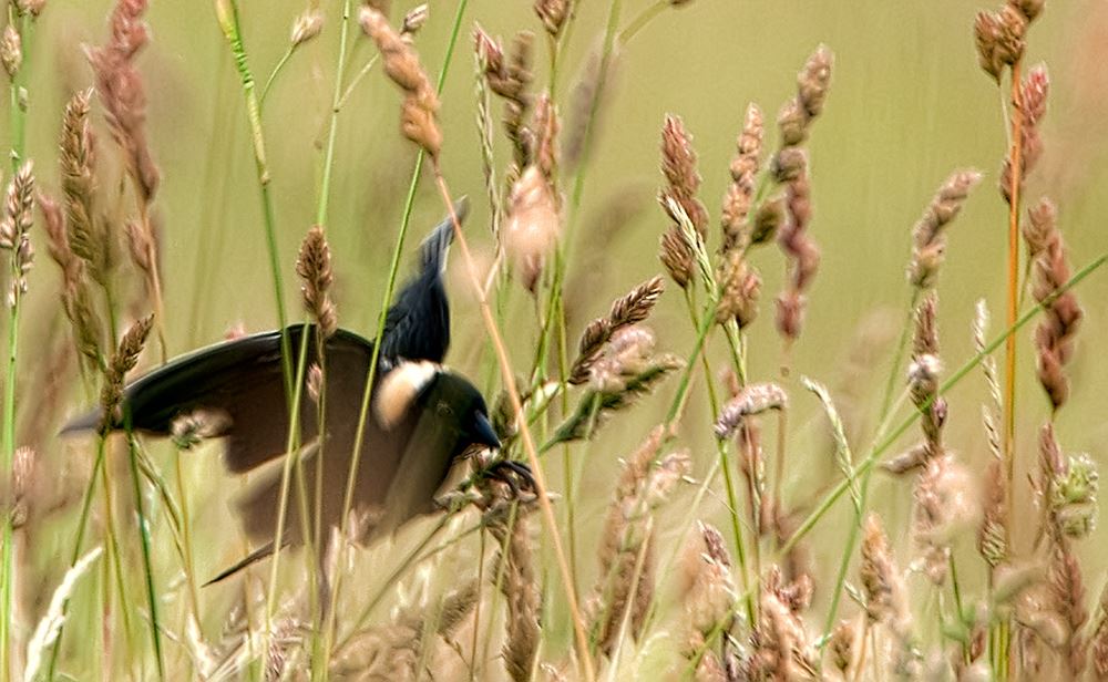Bobolink